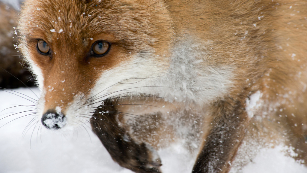 Dolomiten - Sagenhaftes Juwel der Alpen
