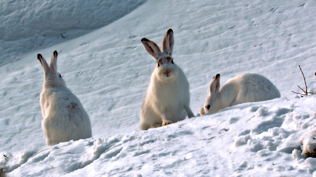 Dolomiten - Sagenhaftes Juwel der Alpen